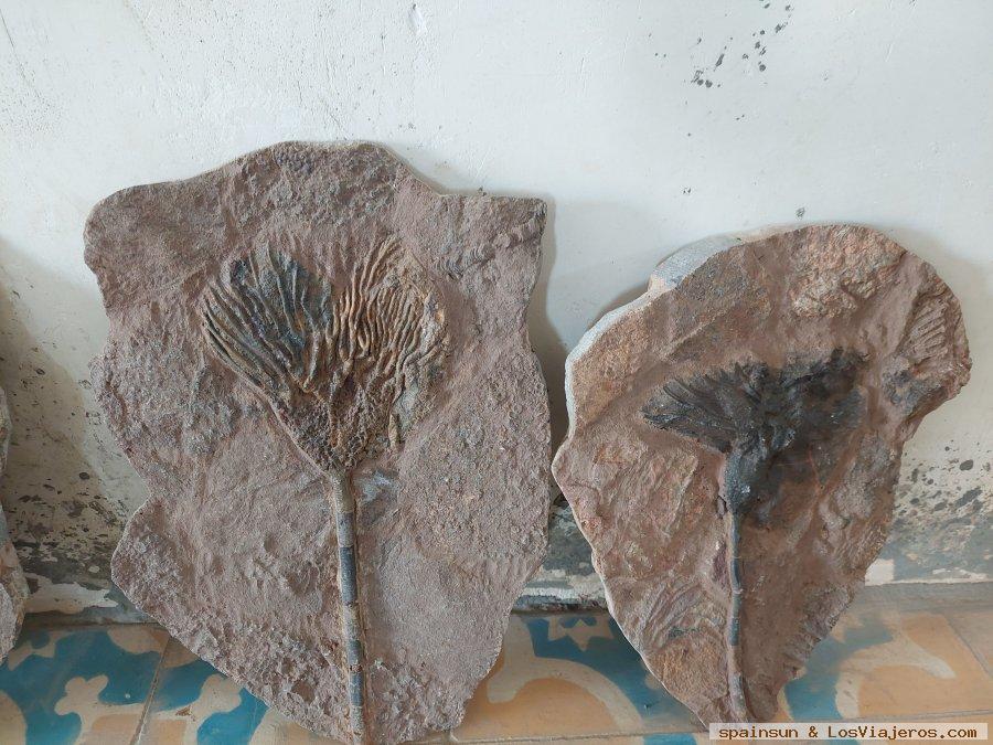 Tienda de Fósiles, Alnif: meca del fósil - Región del Draa-Tafilalet, Marruecos 0