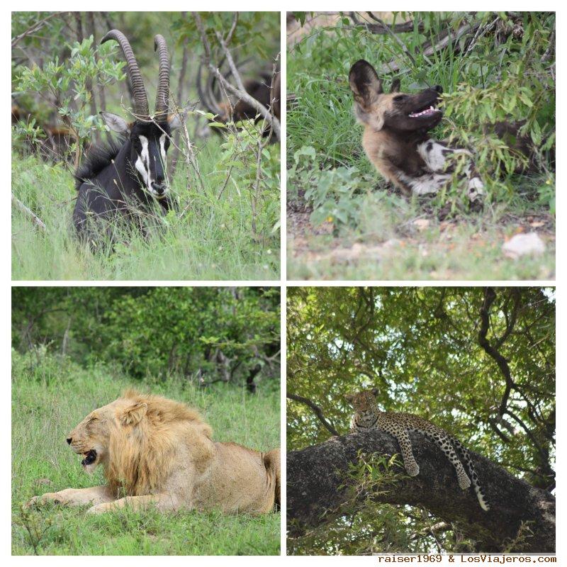 Kruger en profundidad: Rutas de 5 días o más - Sudáfrica
