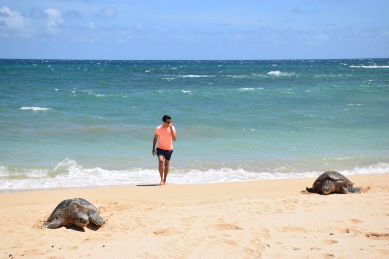 Recién llegados de Hawaii (USA): recomendaciones. Consejos 0