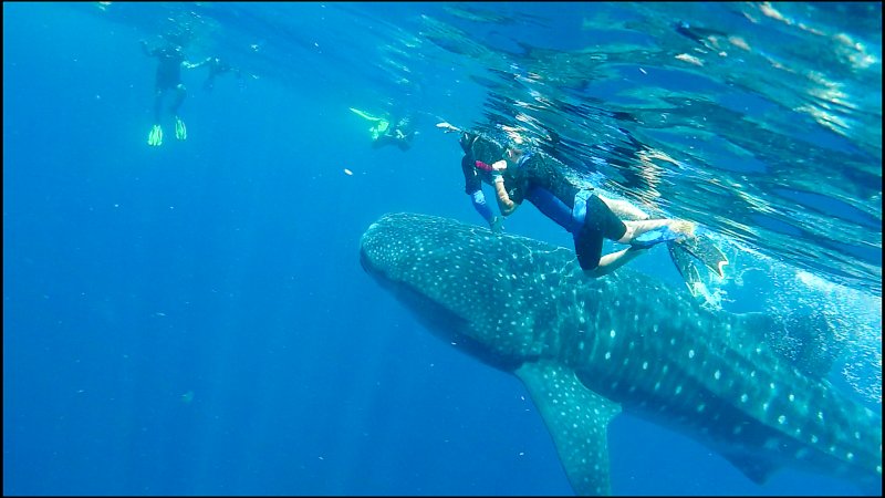 esta fue a ultima hora cuando ya no habia gente.. el capitan del barco nos hizo ese favor, Isla Holbox- Nadar con tiburón ballena, excursiones