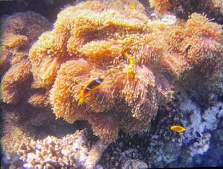 Corales en Yanbu, Arabia Saudi 0, MSC Splendida Mar Rojo: Arabia, Egipto y Jordania