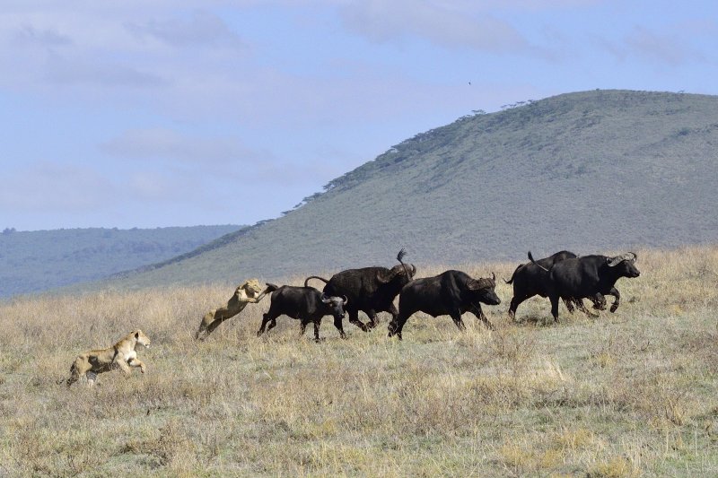 Safari en Tanzania con UDARE, Udare Safaris - Agencia local Tanzania 1