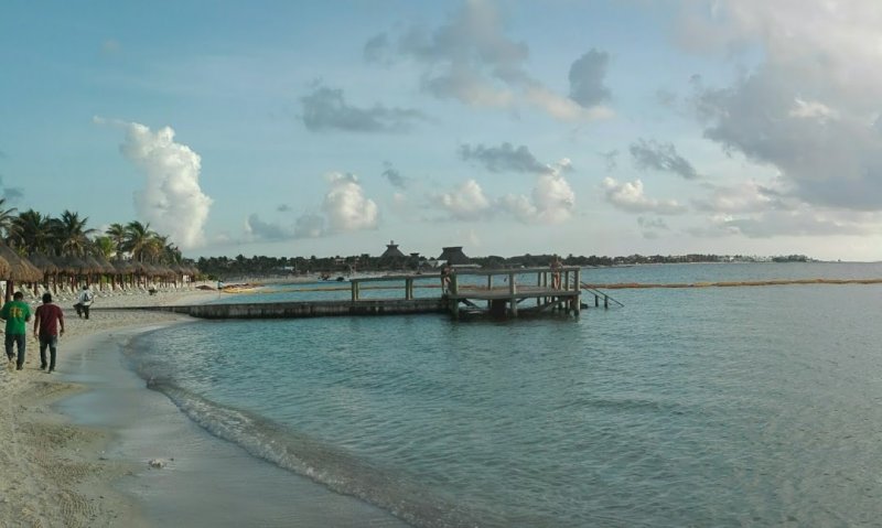 Algas en las playas de Riviera Maya (Sargazo)