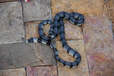 foto serpiente Bali, Bichos en Bali