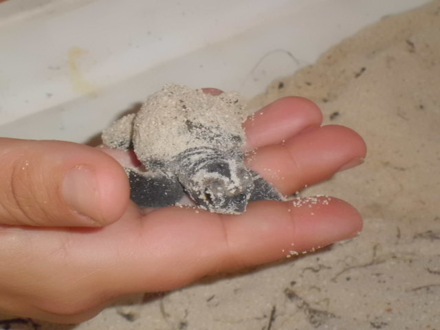 pequeña tortuguita, Excursiones y playas en Bayahibe