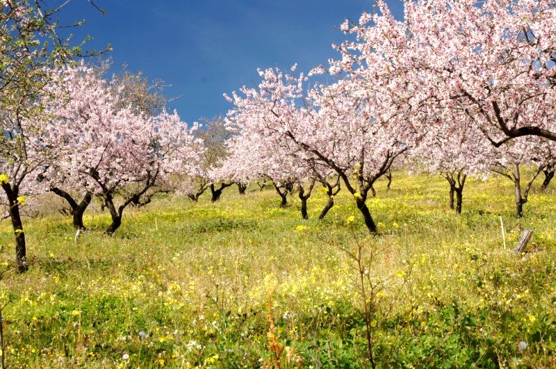 La Contraviesa y Sierra Lújar - La Alpujarra Baja - Granada - Gastronomía de La Alpujarra Baja - Haza del Lino ✈️ Foro Andalucía