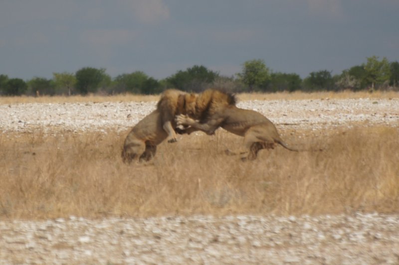 Parque Nacional de Etosha - Namibia 1