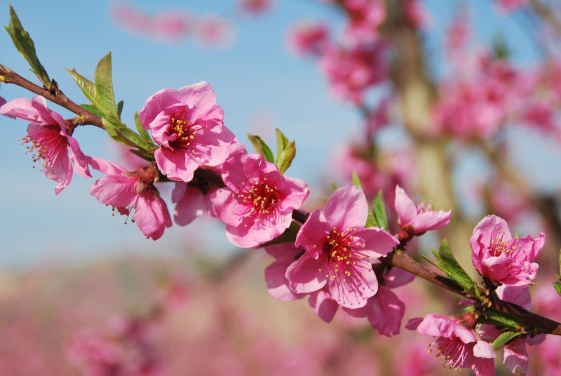 Ruta de la Floración del melocotonero en Lleida - Lérida 0, Viajar a Lérida provincia. Visitas, itinerarios