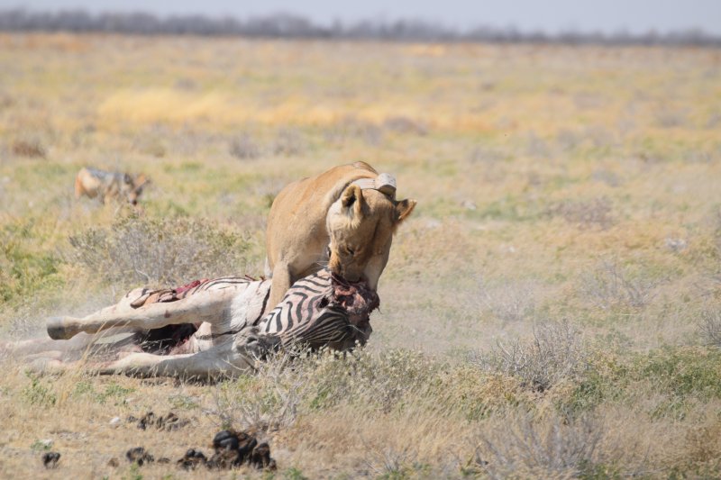 Rutas e Itinerarios por Namibia