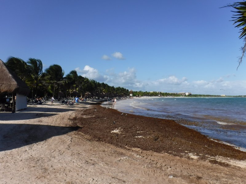 Archivo 09/10/2018 - Algas en las playas de Riviera Maya (México)