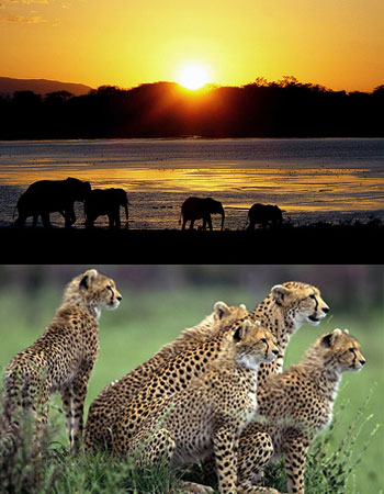 Safari Esencias de Kenia 2012, SAFARI EN AFRICA - KENIA ESENCIAL 7D/5N -EN PRIVADO- 1675€