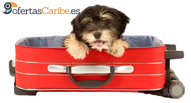 APPS para viajar con mascotas (OfertasCaribe.es)