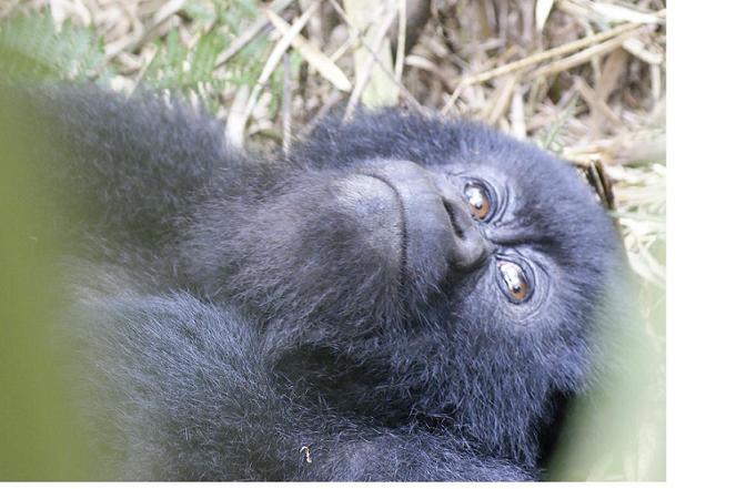 Gorilla 1, Viajar a Uganda y Rwanda-Ruanda 2