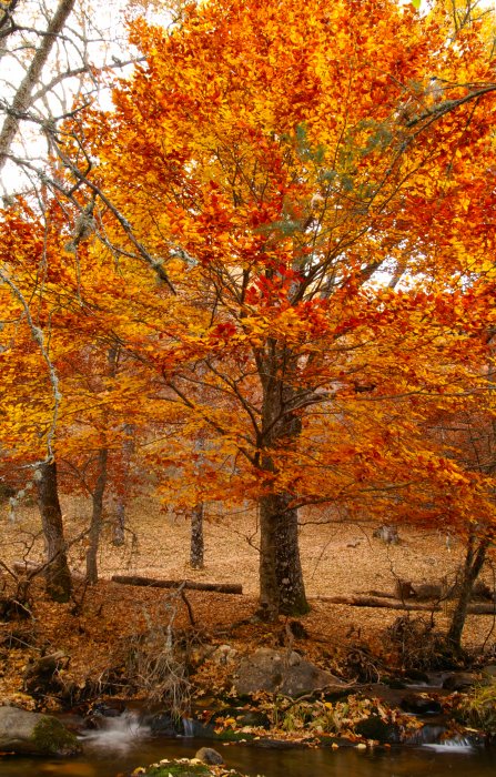 Hayedo de Montejo en Otoño, Hayedo de Montejo de la Sierra - Sierra Norte de Madrid