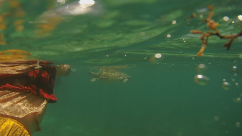 Playa Akumal - Excursión en Riviera Maya