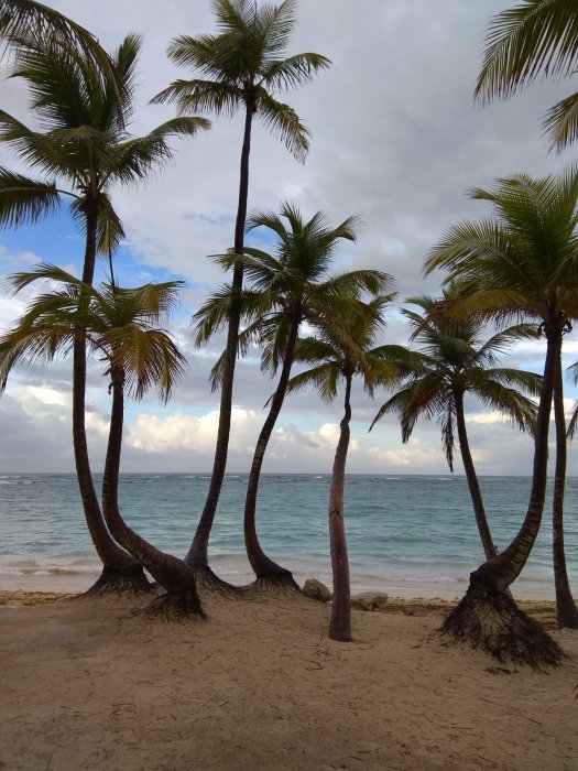 Algas (Sargazo) en playas de Punta Cana y Rep. Dominicana 1