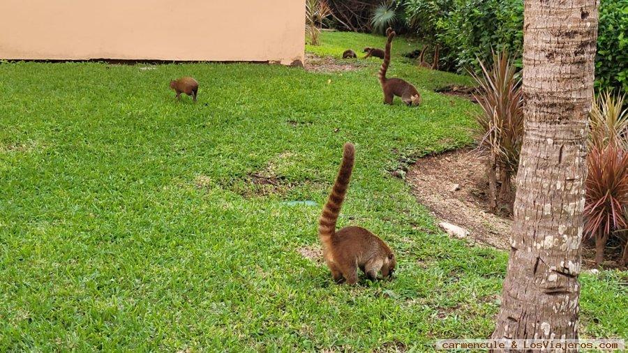 Iguanas, coatíes, arañas, serpientes... en Riviera Maya 1