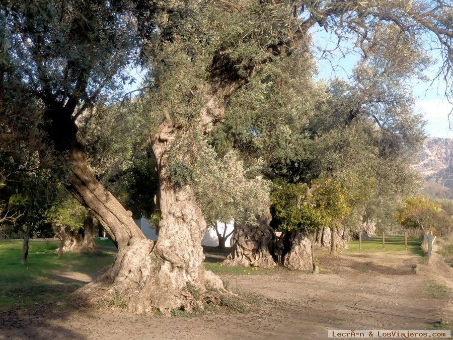 Ruta de los olivos Centenarios en Órgiva - Granada
