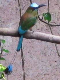 Pájaro Tho, o pájaro reloj, Cenote Ik Kil, excursión en Riviera Maya