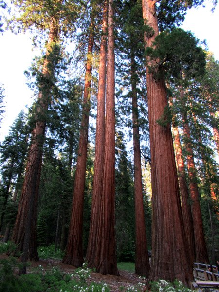 Fotos de Mariposa Grove en Yosemite NP (California,USA) 2