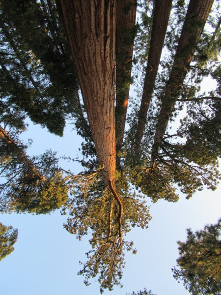 Fotos de Mariposa Grove en Yosemite NP (California,USA) 1