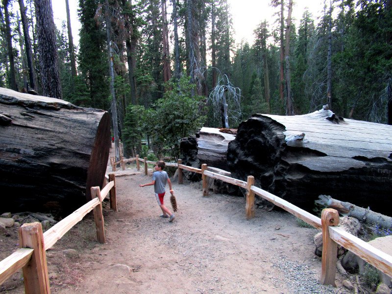 Fotos de Mariposa Grove en Yosemite NP (California,USA) 0