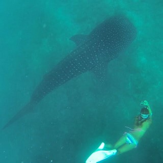 Tiburón ballena, Islas Locales en Maldivas: actividades, alojamientos 3