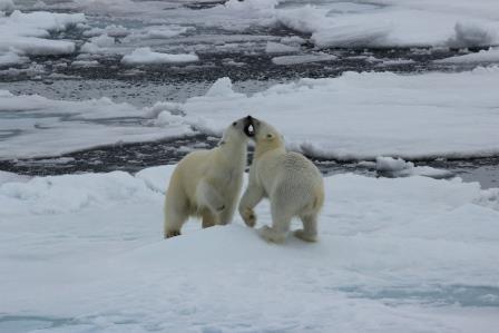 Recién llegados de Svalbard (Spitzbergen): impresiones, recomendaciones 3