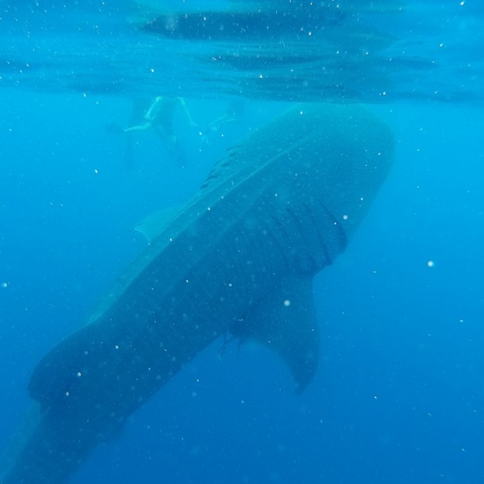 Isla Holbox- Nadar con tiburón ballena, excursiones