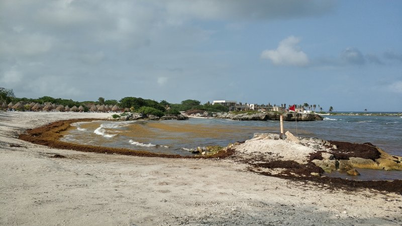 Archivo 09/10/2018 - Algas en las playas de Riviera Maya (México)