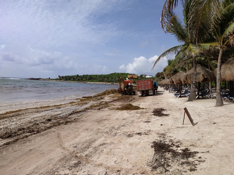 Archivo 09/10/2018 - Algas en las playas de Riviera Maya (México)