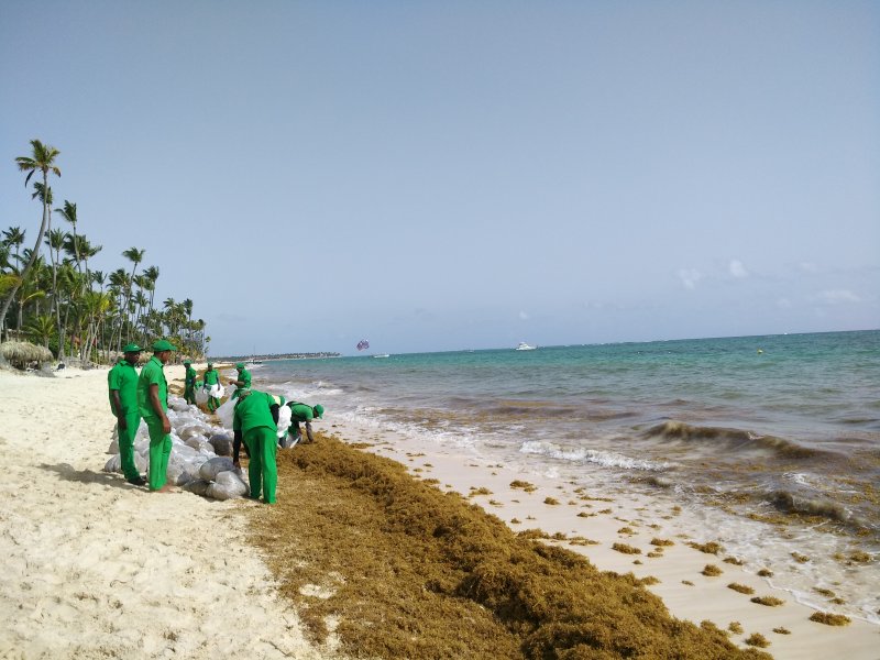 Algas (Sargazo) en playas de Punta Cana y Rep. Dominicana 3