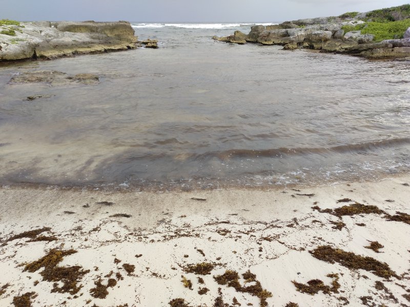 Algas en las playas de Riviera Maya (Sargazo) 1