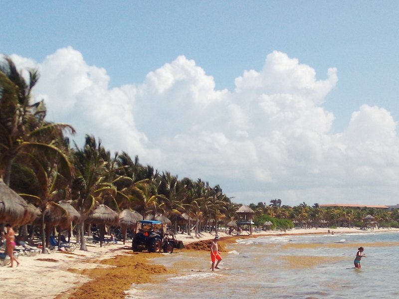 Algas en las playas de Riviera Maya (Sargazo)