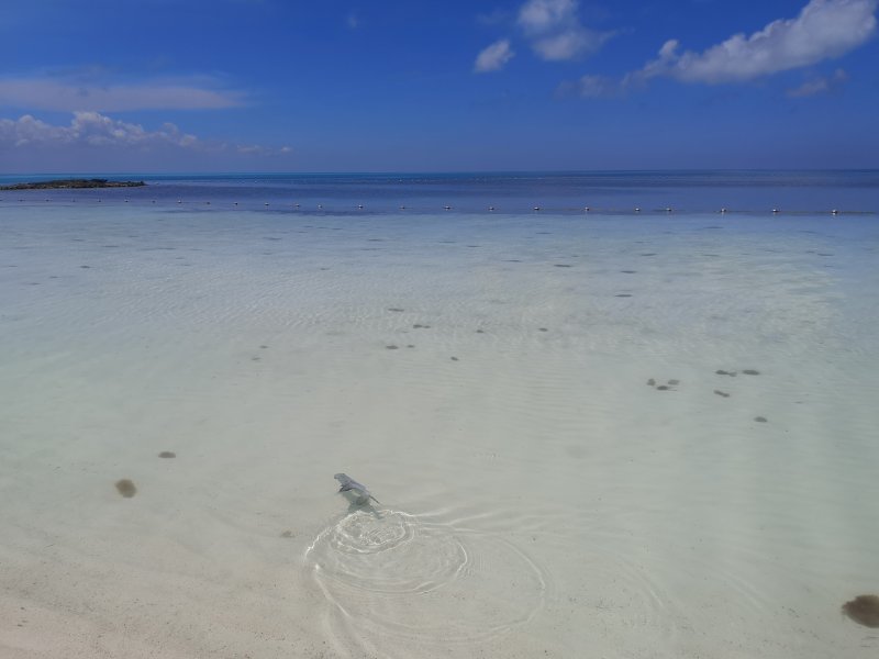 Isla Contoy - Riviera Maya, como ir, excursiones 0