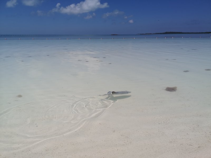 Isla Contoy - Riviera Maya, como ir, excursiones 1