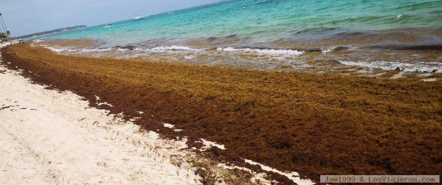 Algas (Sargazo) en playas de Punta Cana y Rep. Dominicana