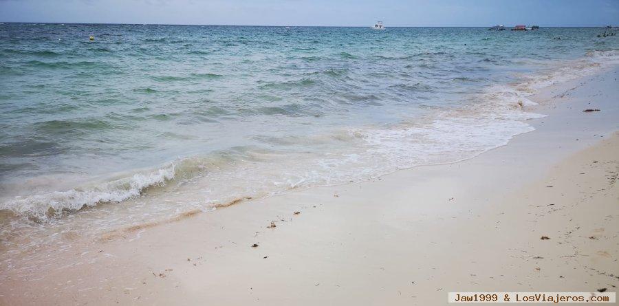 Algas (Sargazo) en playas de Punta Cana y Rep. Dominicana