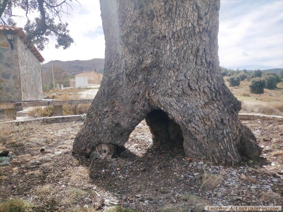 Ruta de las Encinas Milenarias - Serón 1, Comarca Valle del Almanzora, Almería - Andalucía