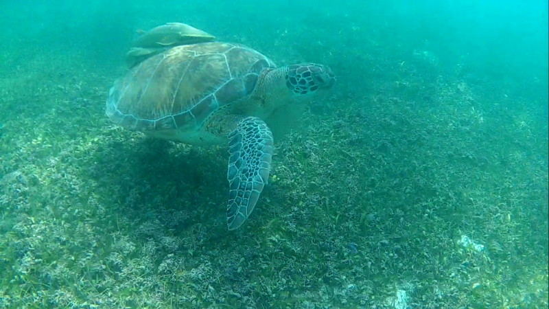 Playa Akumal - Excursión en Riviera Maya