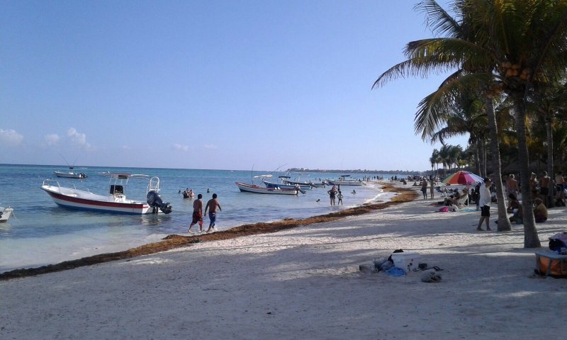 Archivo 09/10/2018 - Algas en las playas de Riviera Maya (México)