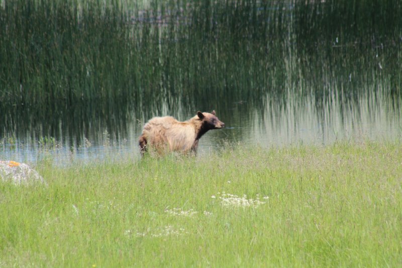 Yellowstone NP (USA) información general 3