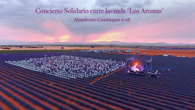 Visitar Brihuega y Campos de Lavanda - Alcarria, Guadalajara