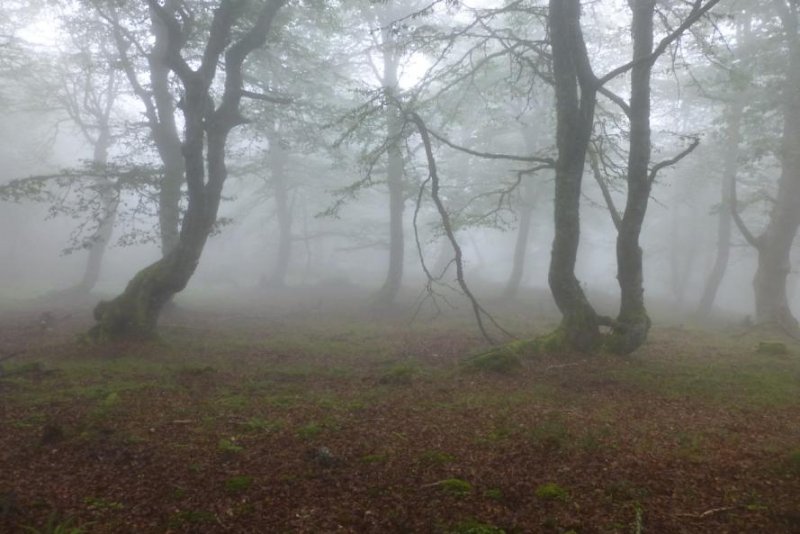 Visitar las Fragas do Eume / Fragas del Eume (A Coruña)