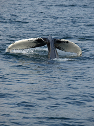 Avistamiento ballenas, Recién llegados de Islandia