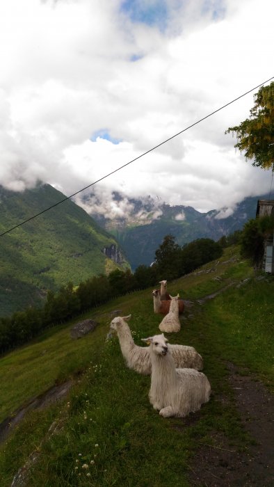 Costa Magica Fiordos Noruegos 0