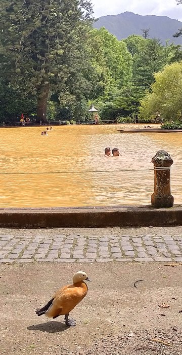 Consejos para visitar Furnas, San Miguel de las Azores 2