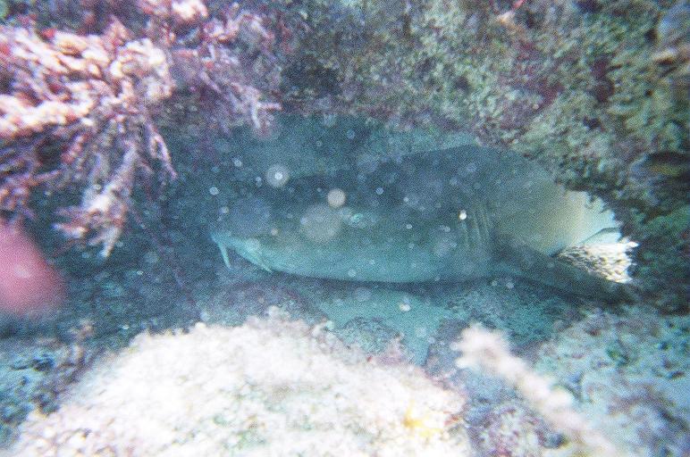 Riviera Maya: tiburones, rayas y otros animales subacuáticos 1