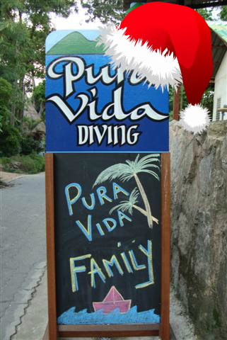 PURA VIDA Koh Tao buceo 100% en Espanol  100% Oficial