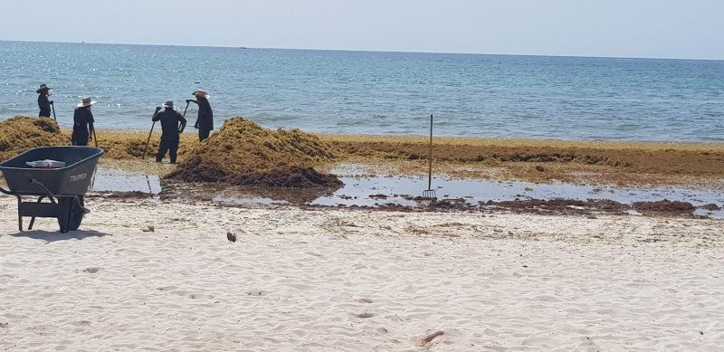 Foto Sargazo 2, Demanda Global a Agencia Nautalia y Jolidey por Sargazo 0